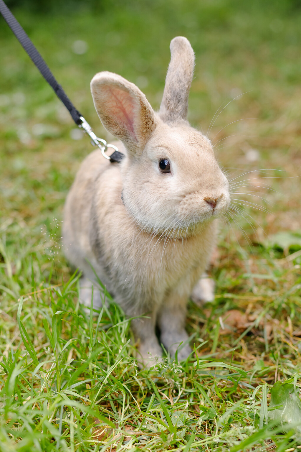 Hase mit Leine im Gras